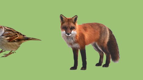 Urban Wildlife Course