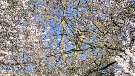 A Blossom Tree